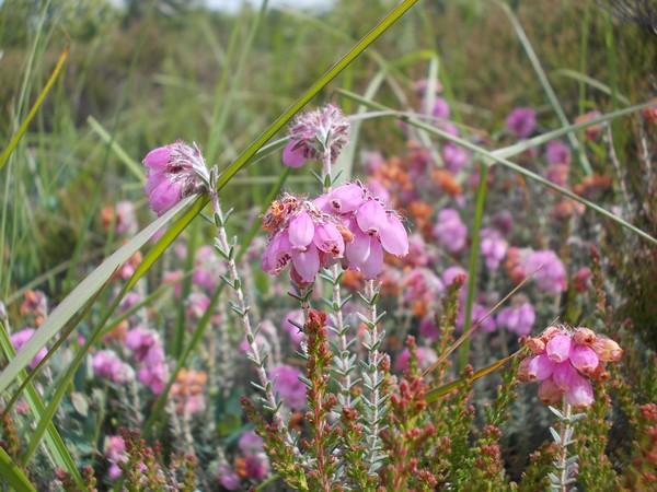 Bild Glockenheide (Erica tetralix)