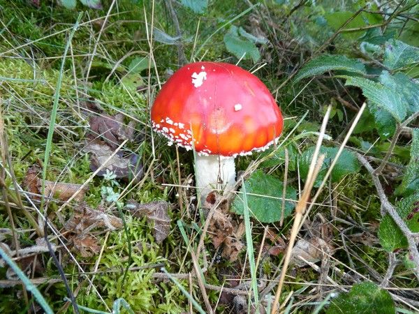Bild Farbenspektakel im Sptsommer