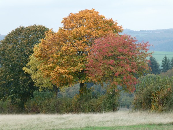 Bild Herbstliches Spiel der Farben
