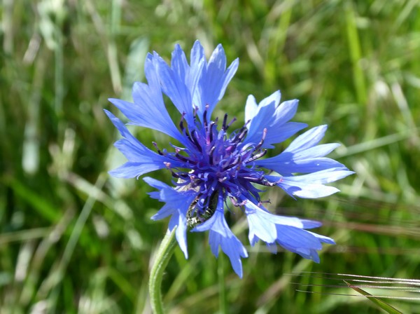 Bild Kornblumen am Weg