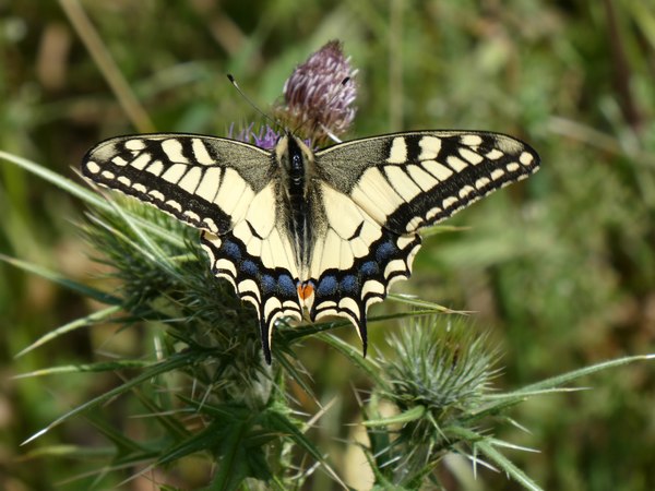 Bild Pr�chtigster Schmetterling in der Eifel