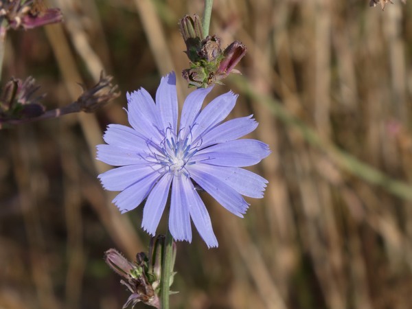 Bild Wegwarte � eine besondere Wildblume