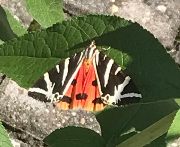 Bild Schmetterling Spanische Flagge
